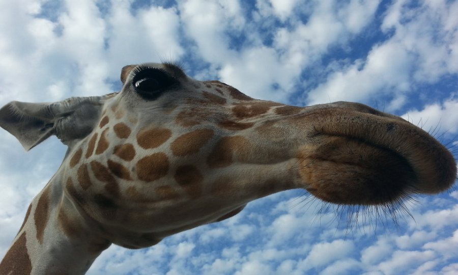 A giraffe photographed against the sky at Busch Gardens Tampa Bay