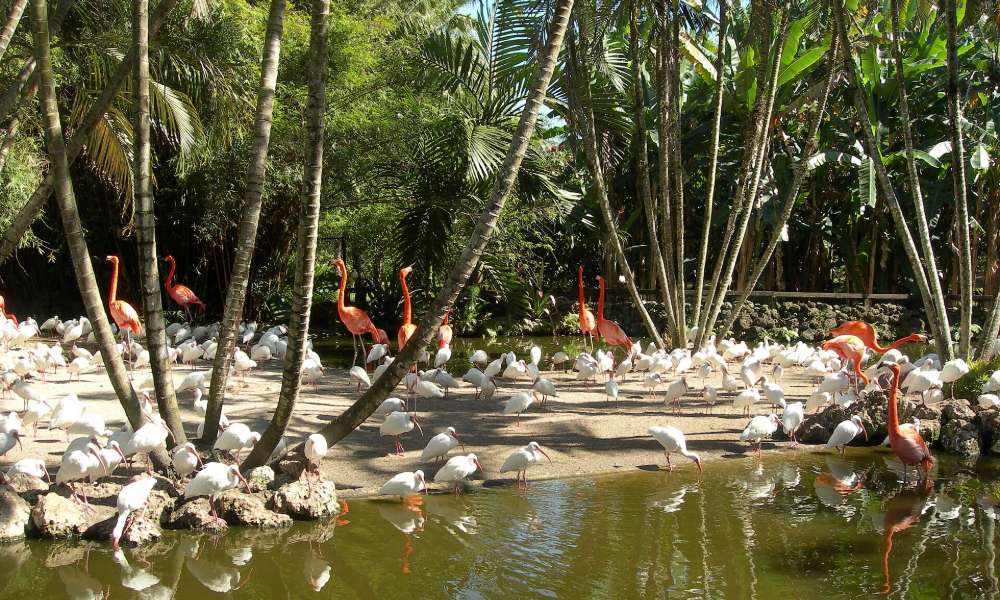 Flamingos and wading birds at a pond among palms at Flamingo Gardens