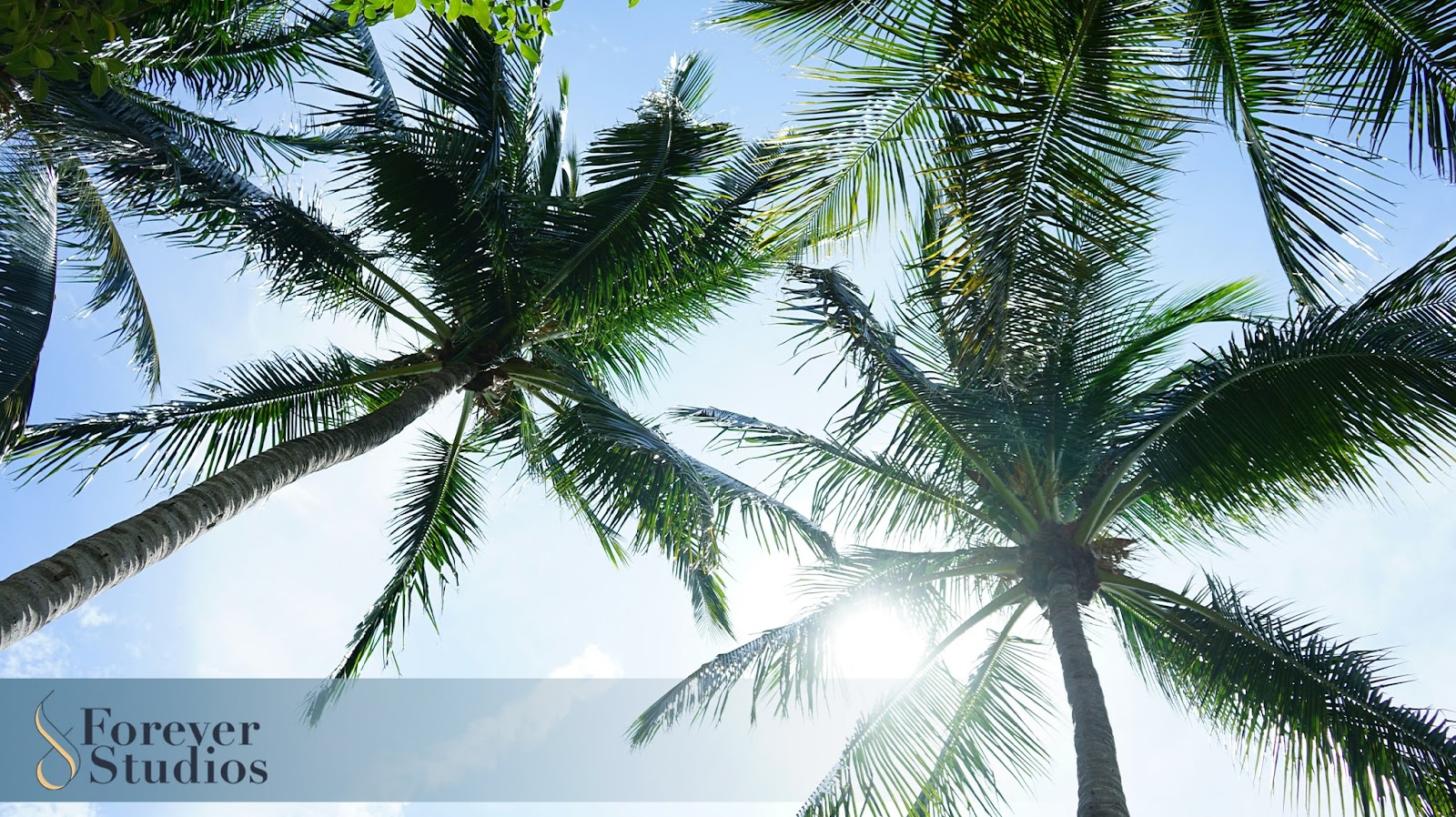 Fort Lauderdale: Media Digitization | Forever Studios